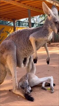 kangaroo and baby very happy 