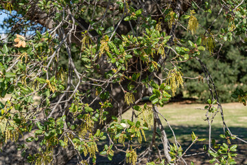 Quercus agrifolia, the California live oak, or coast live oak, is an evergreen live oak. Kenneth Hahn State Recreation Area, Baldwin Hills Mountains of Los Angeles, California.