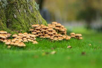Large group of brown mushrooms growing at mossy tree base.