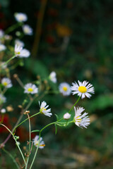 Small white wildflowers with yellow centers on thin stems, sharply focused against a dark, muted background. Soft depth of field and gentle light highlight their fragile late-season beauty.