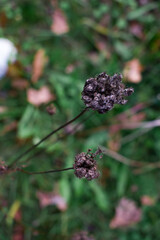 A dried dark flower head on a thin stem with delicate textures. Moody autumn atmosphere, soft green and brown bokeh, and a shallow depth of field highlight the fragile beauty of decay.