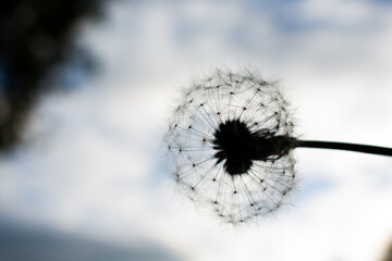 A close-up of a white dandelion seed head standing above autumn ground. Soft bokeh reveals a blurred urban background, creating a delicate contrast between nature and city.