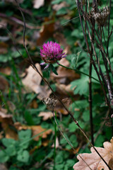 A pink meadow clover in sharp focus among dark green wet leaves and brown autumn foliage. Soft bokeh, shallow depth, and a fading bud create a moody seasonal atmosphere.