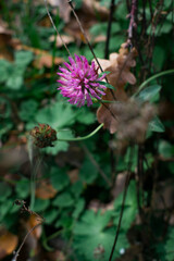 A pink meadow clover in sharp focus among dark green wet leaves and brown autumn foliage. Soft bokeh, shallow depth, and a fading bud create a moody seasonal atmosphere.