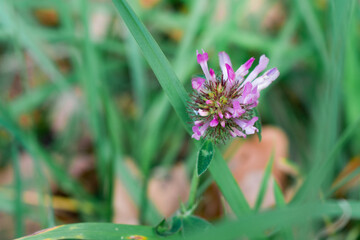 A pink meadow clover in sharp focus among dark green wet leaves and brown autumn foliage. Soft bokeh, shallow depth, and a fading bud create a moody seasonal atmosphere.