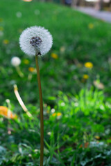 A close-up of a white dandelion seed head standing above autumn ground. Soft bokeh reveals a blurred urban background, creating a delicate contrast between nature and city.