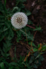 A close-up of a white dandelion seed head standing above autumn ground. Soft bokeh reveals a blurred urban background, creating a delicate contrast between nature and city.