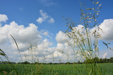 Feld, Gras, Himmel, Fr&uuml;hling