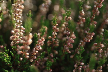 Soft sunlight illuminates delicate pinkish-white flowers on green shrubs, creating a shallow depth of field with blurred, bokeh-like background.