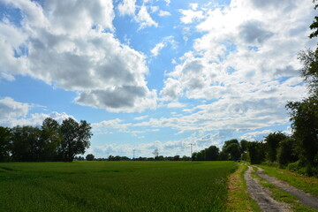 Feld, Weg, Baum, Natur, Himmel