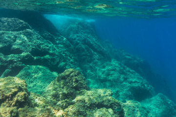 Fototapeta premium Underwater seascape of a rocky reef covered in green seaweed and algae under the clear blue water surface.