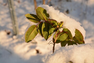 Pflanze, Blatt, schneebedeckt, Winter