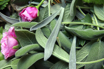 Close-up of fresh sage, lavender and lemon balm leaves mixed with pink rosebuds. Herbal and aromatic botanical composition ideal for natural, organic and wellness themes.