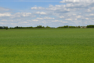 Rural landscape in May with a field of young sprouts of grain, Russia