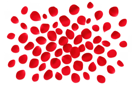 Red rose petals falling transparent background