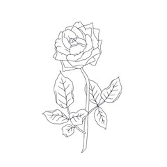 Hand drawn black and white line art rose flower isolated on white background