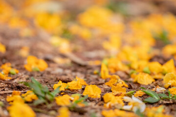 Macro close-up of numerous yellow and orange petals fallen on brown soil and debris. Shallow, soft focus, highlighting the earth's texture and the petals' color.