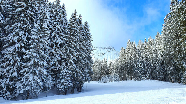 Fototapeta Winter landscape with snow-covered pine trees in the Alps.