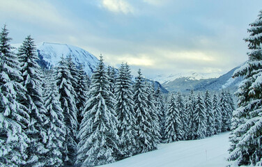 Winter landscape with snow-covered pine trees in the Alps.