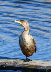 A Double-crested Cormorant standing on. piece of wood