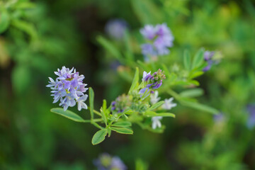 Blooming alfalfa flowers in the field. Medicinal herbs. Growing grass for livestock feed.