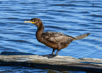A Double-crested Cormorant standing on. piece of wood