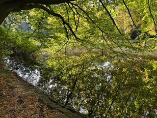 Lush green foliage in early autumn at Alster River, Hamburg