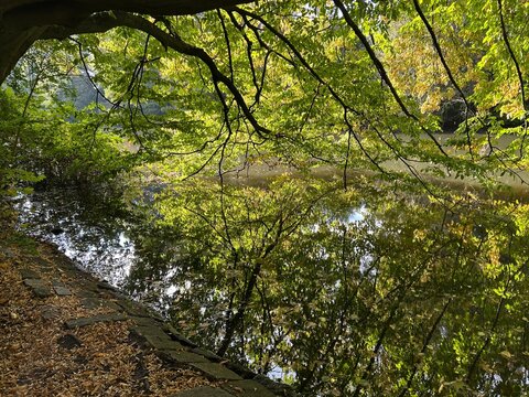 Lush green foliage in early autumn at Alster River, Hamburg - Powered by Adobe
