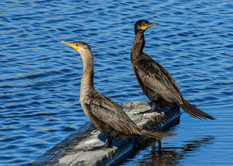 Double-crested Cormorants standing on. piece of wood
