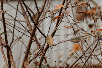 autumn background with yellow leaves.