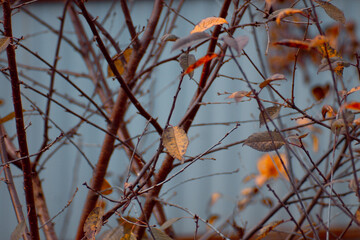 autumn background with yellow leaves.