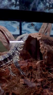 Close-up of a young tegu lizard through the glass of the terrarium_vertical.