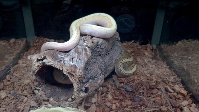 A ball python inside a terrarium moving on a tree trunk.