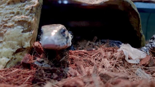 Closeup of a young and curious tegu lizard through the glass of the terrarium.