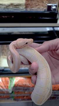 Man holding a baby banana ball python.