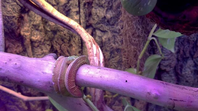 Emerald ball python inside its terrarium and coiled around a tree trunk.