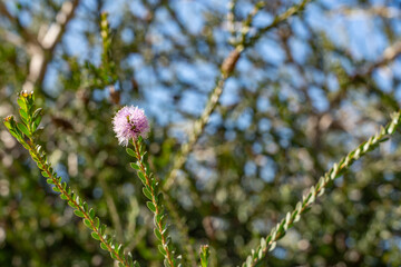 Melaleuca nesophila, showy honey-myrtle, mindiyet or pink melaleuca, is a plant in the myrtle family, Myrtaceae. Kenneth Hahn State Recreation Area, Baldwin Hills Mountains of Los Angeles, California.