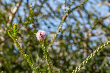 Melaleuca nesophila, showy honey-myrtle, mindiyet or pink melaleuca, is a plant in the myrtle family, Myrtaceae. Kenneth Hahn State Recreation Area, Baldwin Hills Mountains of Los Angeles, California.