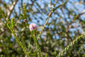 Melaleuca nesophila, showy honey-myrtle, mindiyet or pink melaleuca, is a plant in the myrtle family, Myrtaceae. Kenneth Hahn State Recreation Area, Baldwin Hills Mountains of Los Angeles, California.