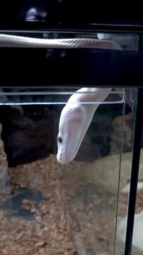 Close-up of an Ivory ball python showing its beautiful black eyes_vertical.