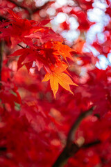 The vibrant autumn foliage of a Japanese maple tree, scientifically known as Acer palmatum, St Andrews Bothal, Northumberland