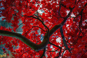The vibrant autumn foliage of a Japanese maple tree, scientifically known as Acer palmatum, St Andrews Bothal, Northumberland
