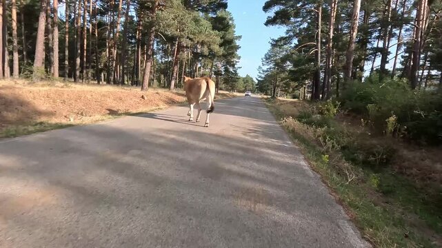 Vaca se cruza corriendo por una carretera