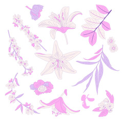 Vector illustration hand-drawn flowewrs, lilies and leaves isolated on white background. Vector floral elements for botanical designs, wedding invitations, textiles, and seasonal decorations