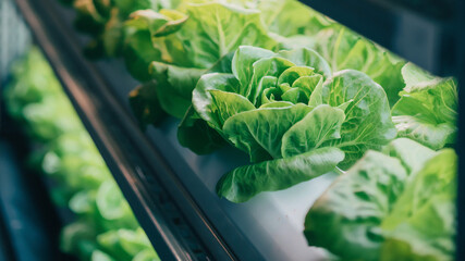 Fresh Green Lettuce Growing in High-Tech Vertical Hydroponic Farm