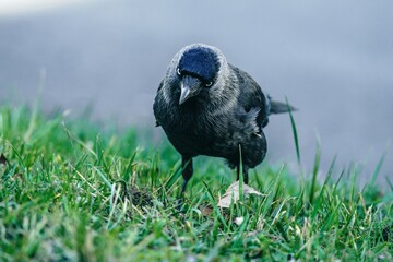 ptak kawka zwyczajna (Corvus monedula) w ujęciu portretowym © Henryk Niestrój