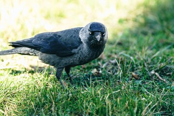 ptak kawka zwyczajna (Corvus monedula) w ujęciu portretowym © Henryk Niestrój