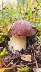 Mushroom growing next to bright red berries in a lush forest under natural light during late autumn