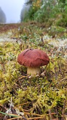 Mushrooms growing on a foggy forest path surrounded by autumn foliage and tall trees