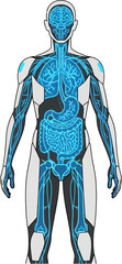 Detailed illustration of the human body's internal organ systems with a transparent background emphasizing anatomy